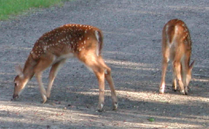 White-Tailed Deer (Odocoileus virginianus) - 66