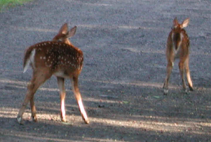 White-Tailed Deer (Odocoileus virginianus) - 68