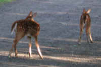 White-Tailed Deer (Odocoileus virginianus) - 68