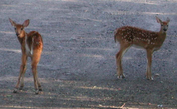 White-Tailed Deer (Odocoileus virginianus) - 70