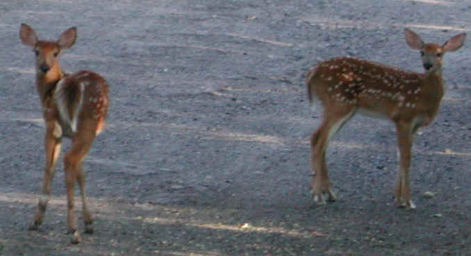 White-Tailed Deer (Odocoileus virginianus) - 71