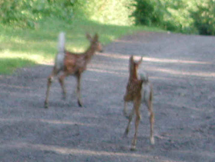 White-Tailed Deer (Odocoileus virginianus) - 72