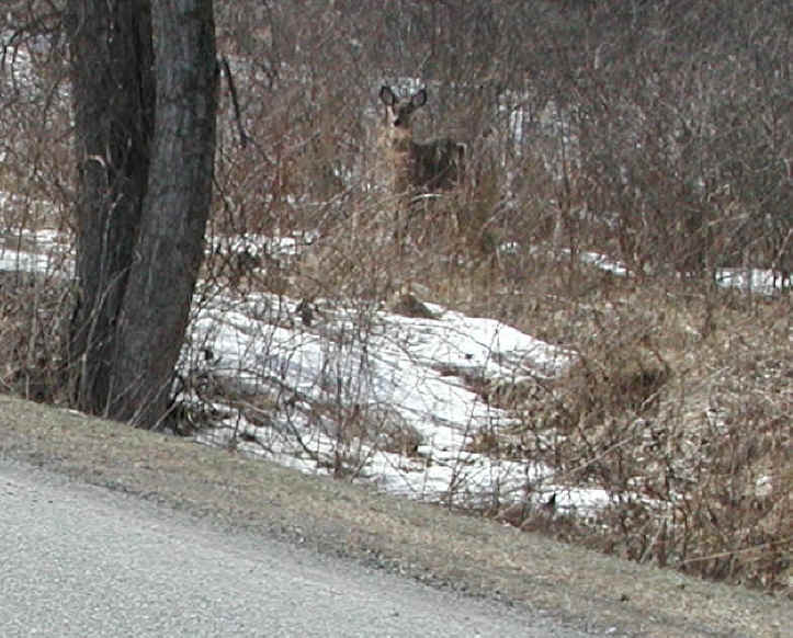 White-Tailed Deer (Odocoileus virginianus) - 74