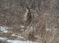 White-Tailed Deer (Odocoileus virginianus) - 75