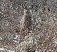 White-Tailed Deer (Odocoileus virginianus) - 76