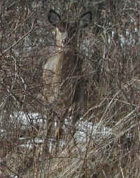 White-Tailed Deer (Odocoileus virginianus) - 77