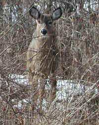 White-Tailed Deer (Odocoileus virginianus) - 79