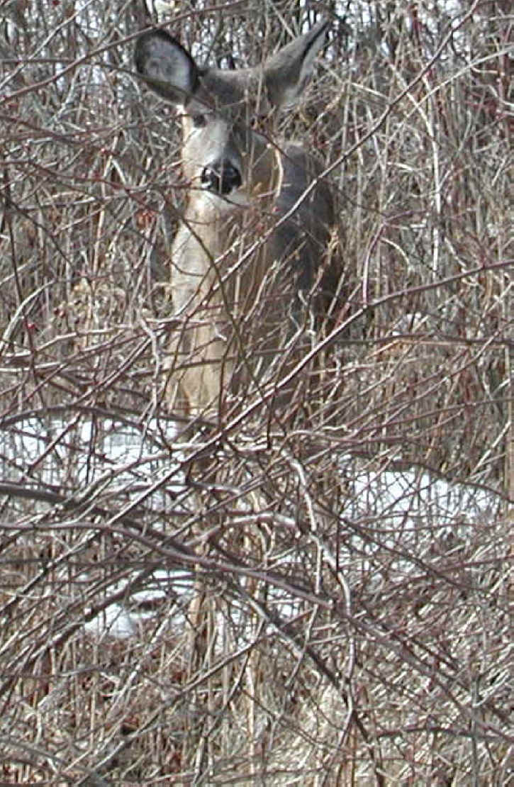 White-Tailed Deer (Odocoileus virginianus) - 80