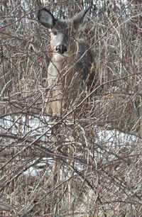 White-Tailed Deer (Odocoileus virginianus) - 80