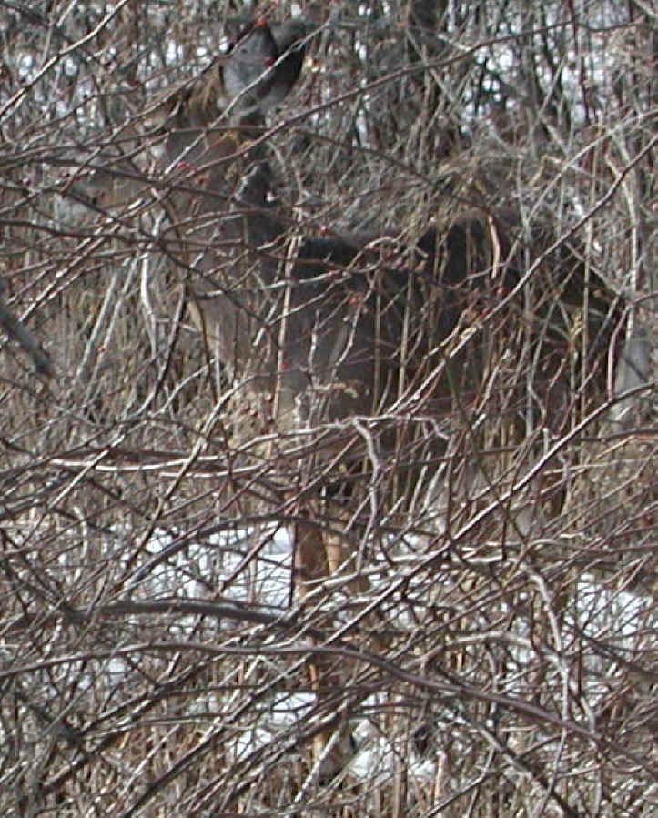 White-Tailed Deer (Odocoileus virginianus) - 81