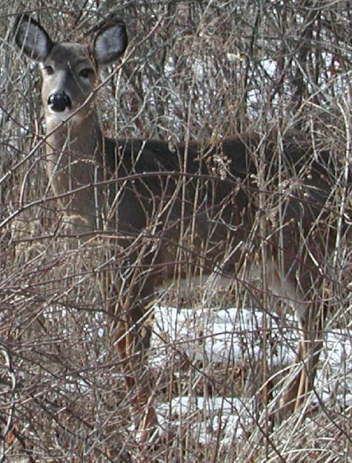 White-Tailed Deer (Odocoileus virginianus) - 82
