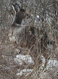 White-Tailed Deer (Odocoileus virginianus) - 83