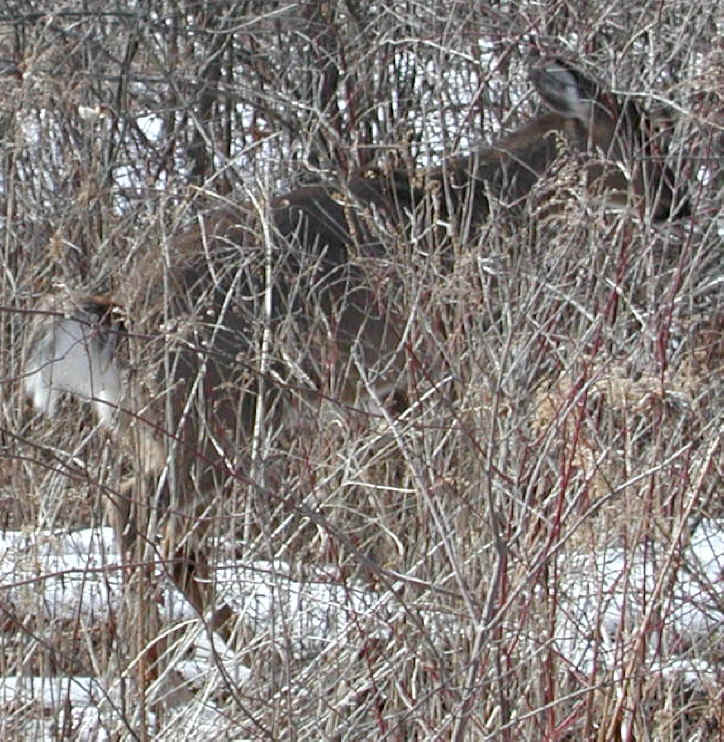 White-Tailed Deer (Odocoileus virginianus) - 84