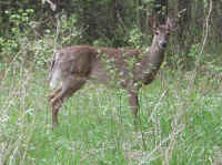 White-Tailed Deer (Odocoileus virginianus) - 85