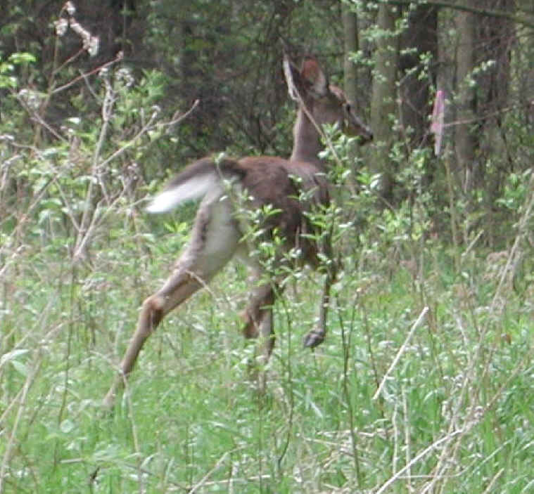 White-Tailed Deer (Odocoileus virginianus) - 86