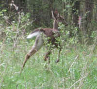 White-Tailed Deer (Odocoileus virginianus) - 86