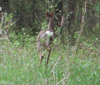 White-Tailed Deer (Odocoileus virginianus) - 87