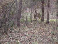 White-Tailed Deer (Odocoileus virginianus) - 89