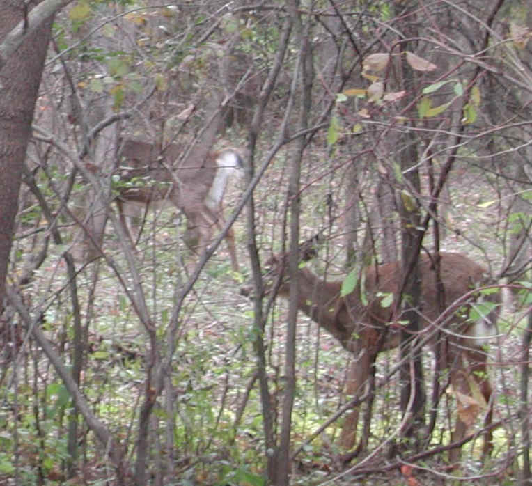 White-Tailed Deer (Odocoileus virginianus) - 92