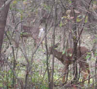 White-Tailed Deer (Odocoileus virginianus) - 92