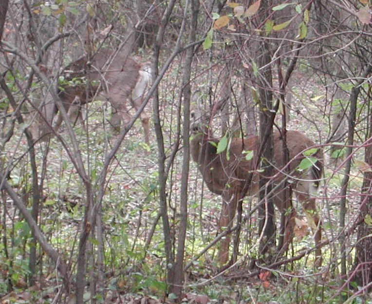 White-Tailed Deer (Odocoileus virginianus) - 93