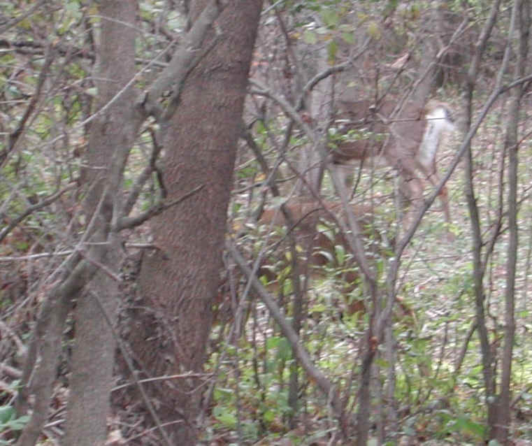 White-Tailed Deer (Odocoileus virginianus) - 94