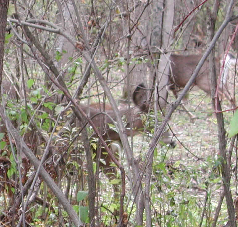 White-Tailed Deer (Odocoileus virginianus) - 95