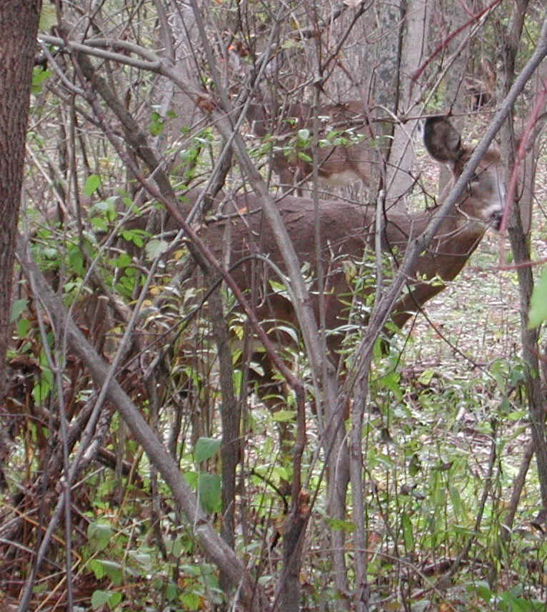 White-Tailed Deer (Odocoileus virginianus) - 96