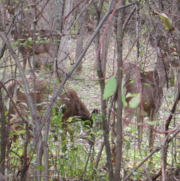 White-Tailed Deer (Odocoileus virginianus) - 97