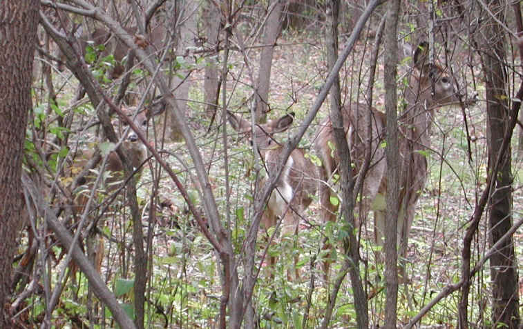 White-Tailed Deer (Odocoileus virginianus) - 98