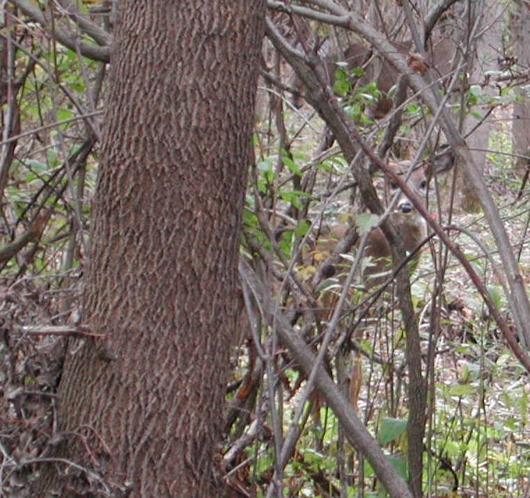 White-Tailed Deer (Odocoileus virginianus) - 98a