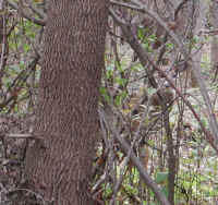 White-Tailed Deer (Odocoileus virginianus) - 98a