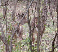White-Tailed Deer (Odocoileus virginianus) - 99