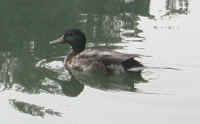 Mallard Duck (Anas platyrhynchos)