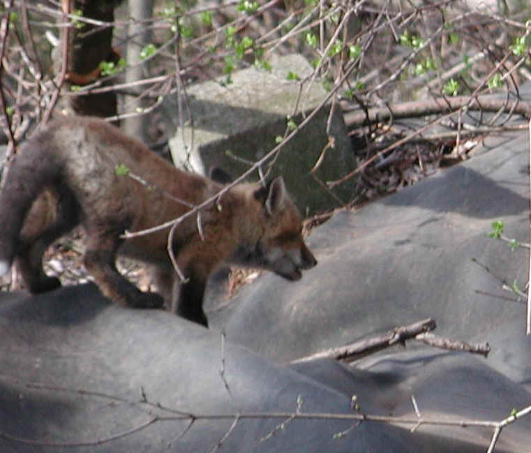 Red Fox (Vulpes vulpes) - 02