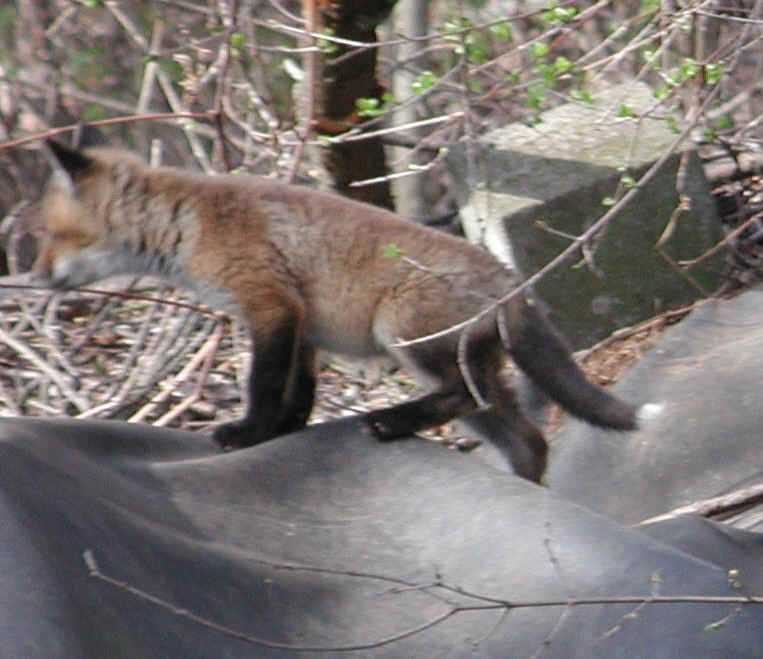 Red Fox (Vulpes vulpes) - 03