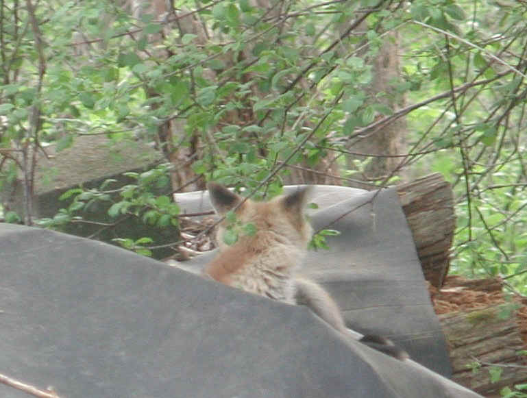 Red Fox (Vulpes vulpes) - 100