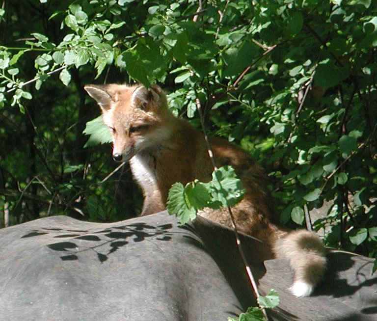 Red Fox (Vulpes vulpes) - 104a