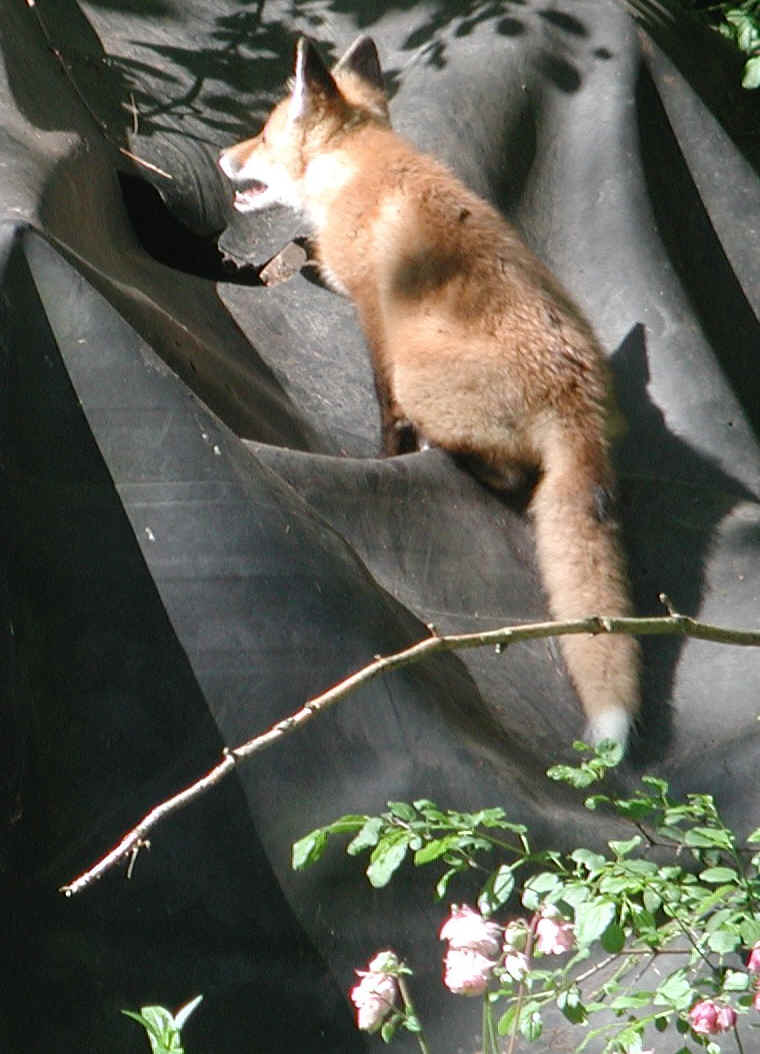 Red Fox (Vulpes vulpes) - 113a
