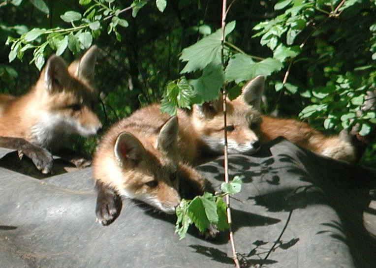 Red Fox (Vulpes vulpes) - 119a