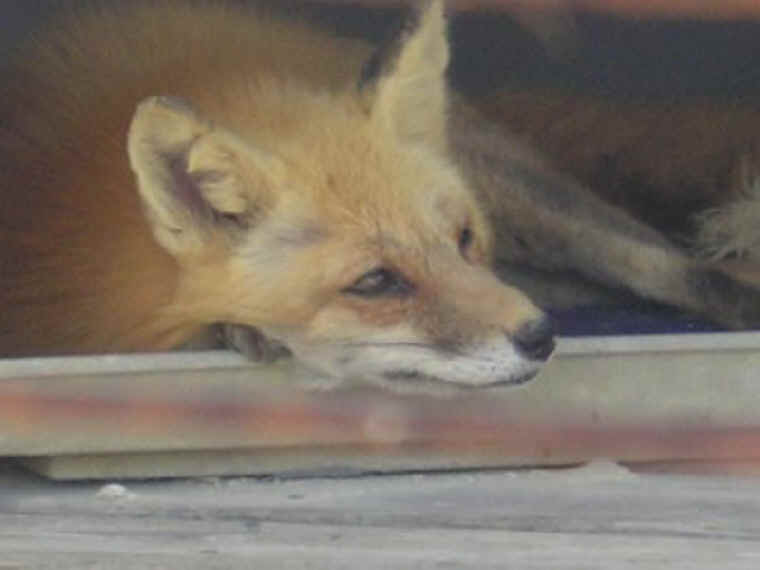 Red Fox (Vulpes vulpes) - 155