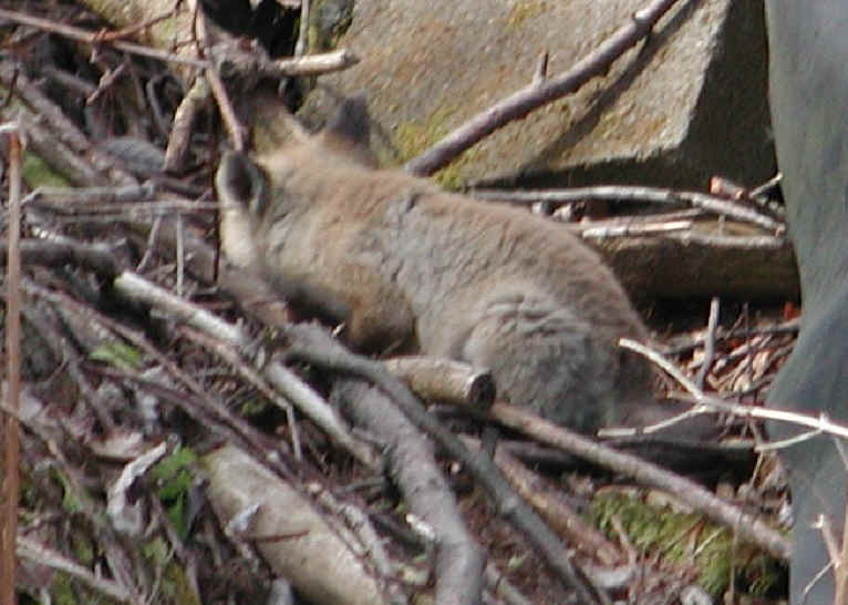 Red Fox (Vulpes vulpes) - 16