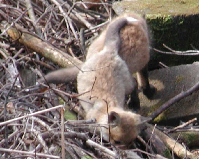 Red Fox (Vulpes vulpes) - 18