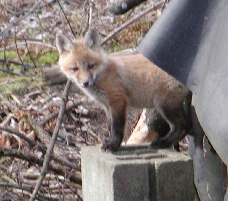 Red Fox (Vulpes vulpes) - 25