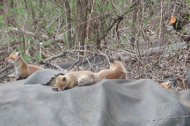 Red Fox (Vulpes vulpes) - 30
