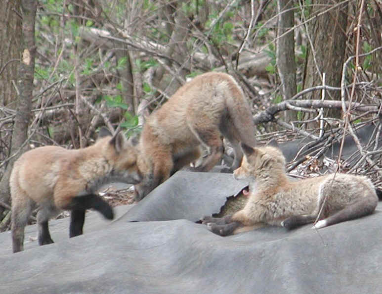 Red Fox (Vulpes vulpes) - 31