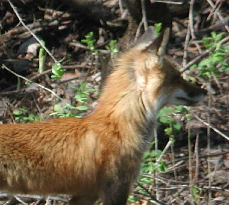 Red Fox (Vulpes vulpes) - 65a