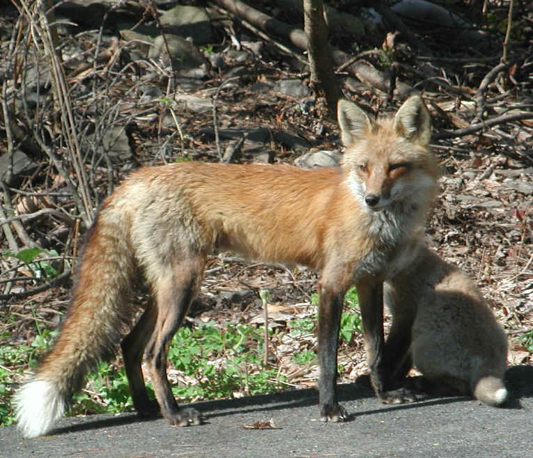 Red Fox (Vulpes vulpes) - 79