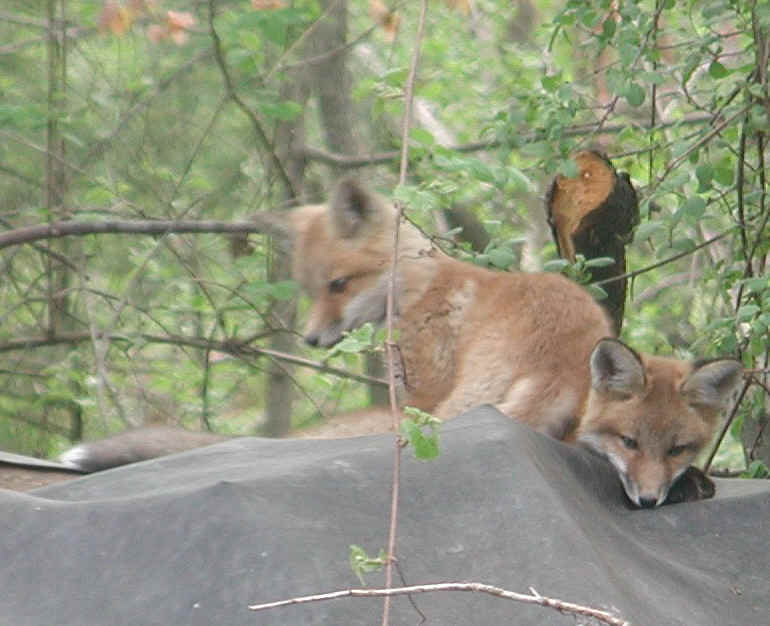 Red Fox (Vulpes vulpes) - 94