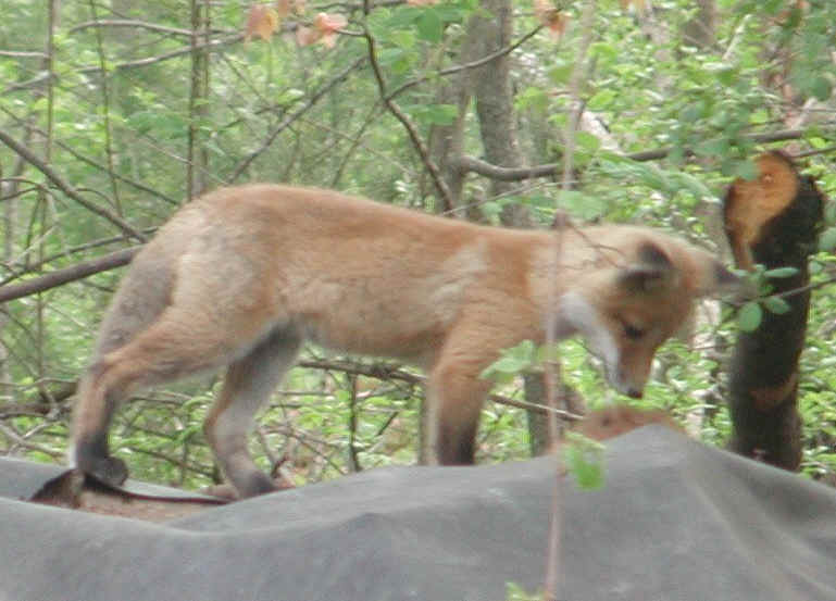 Red Fox (Vulpes vulpes) - 98